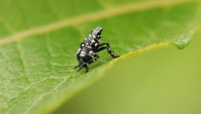 Early instar spotted lanternfly nymph on leaf