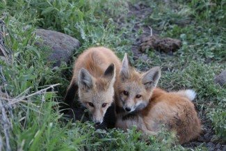 Fox pups. Photo by Mark Penninger, US Forest Service