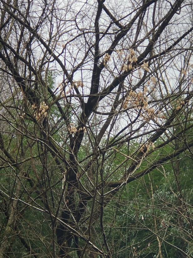 Clusters of dry seeds hanging in female tree-of-heaven.