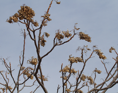 Tree of Heaven seed clusters in winter