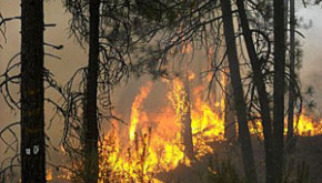 Wildfire burning trees in eastern Washington state. Courtesy of Washington Department of Natural Resources.