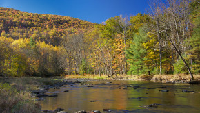 Northern forest in fall foliage next to a stream courtesy of David Whiteman