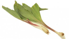 a wild forest plant, ramps can be cultivated in your forest