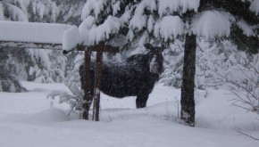 Idaho moose in a snowy forest
