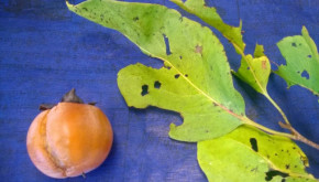 Persimmon fruit and leaves