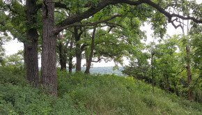 Oak savanna restoration in Rochester, MN
