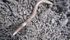Asian jumping worm