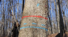 Tree marked for harvesting