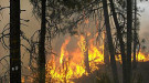 Wildfire burning trees in eastern Washington state. Courtesy of Washington Department of Natural Resources.