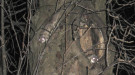 Southern Flying Squirrels - USDA Forest Service image