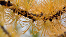 Alpine Larch in the fall.  Image from The Spokesman/Review of Spokane, WA