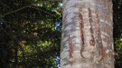 Bear claw marks on the Schenk Tree Farm