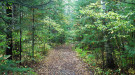 Wooded trail in Baudette Lake of the Woods School Forest. Photo courtesy of Eli Sagor, Flickr.