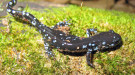 Blue spotted salamander courtesy of Greg Schechter and Wikimedia.org