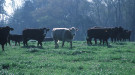 Cattle grazing in a field next to a forest. Courtesy of Jeff Vanuga/NRCS.