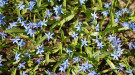 Squill photo by Peter Dutton from Forest Hills, Queens, USA [CC BY 2.0 (https://creativecommons.org/licenses/by/2.0)]