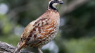 Bobwhite quail - allaboutbirds.org