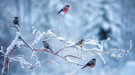 Colorful birds on a snowy branch