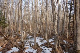 Woods with black ash trees. Courtesy of Eli Sagor, Flickr. 