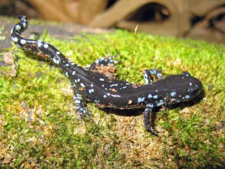 Blue spotted salamander courtesy of Greg Schechter and Wikimedia.org