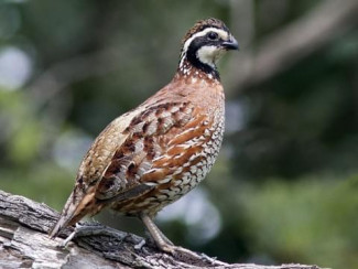 Bobwhite quail - allaboutbirds.org