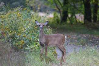 White tailed deer yearling