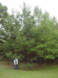 Tamara standing by pine trees