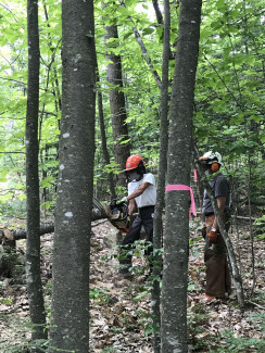 A woman cuts a tree cookie in the woods under an instructor's supervision