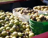 Pile of black walnuts