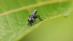 Spotted lanternfly early instar nymph by SLF nymph by Lawrence Barringer, Pennsylvania Department of Agriculture, Bugwood.org