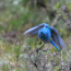 mountain bluebird. Photo: M. Penninger