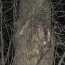 Southern Flying Squirrels - USDA Forest Service image