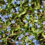 Squill photo by Peter Dutton from Forest Hills, Queens, USA [CC BY 2.0 (https://creativecommons.org/licenses/by/2.0)]