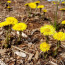 Yellow flowers of Blooming coltsfoot (Tussilago farfara)